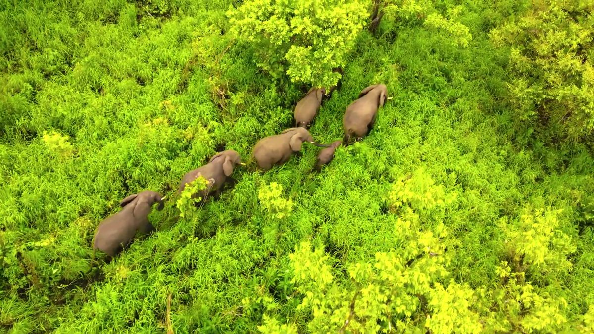 Aerial view of forest canopy